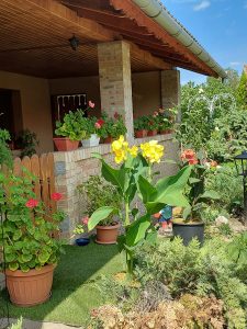 PACSIRTA VENDÉGHÁZ<br><small>⚲ Tiszaderzs</small>